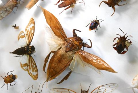 A display of a bunch of different pinned insects.