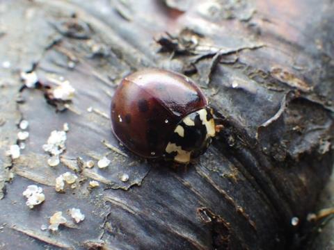 Fifteen-spotted Lady Beetle in Cold Lake