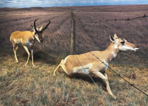 Pronghorn climbing under wire fence
