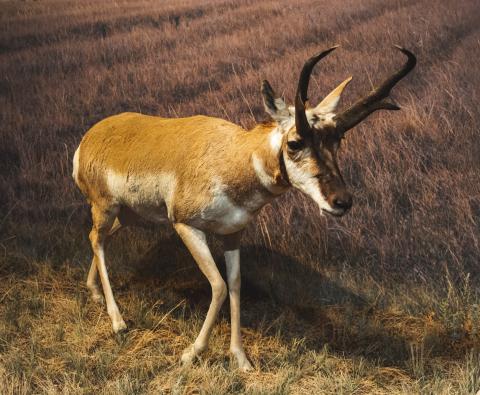 Pronghorn Male in RAM Natural History Gallery