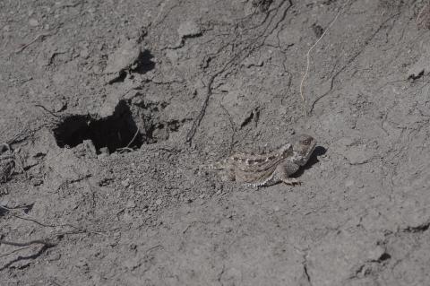 Phrynosoma hernandesi (greater short-horned lizard) outside of its overwintering den, RM 17, SK. Photo by NA Cairns 