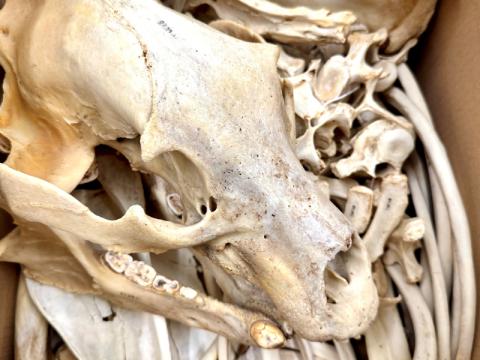 A close up photo of a skull and other animal bones in a box.
