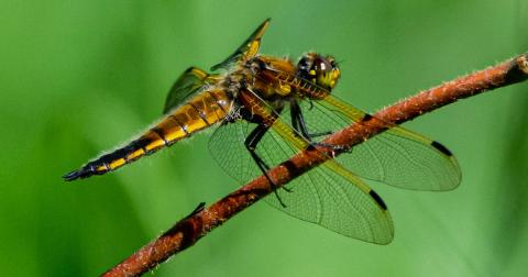 A type of dragonfly called a Four-Spotted Skimmer is perched on a branch.