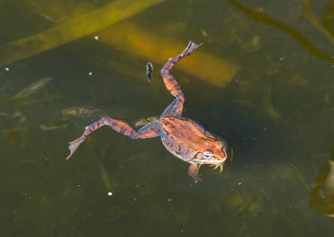 A Wood Frog floating in water. The frog has it's back legs splayed out and it floats with it's back and head out of the water.