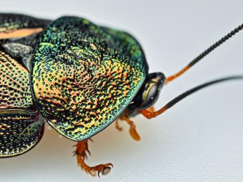 close up of a colourful beetle