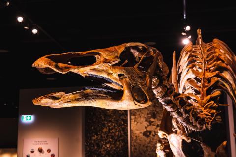 Dramatically lit photo of the Edmontosaurus skeleton at the Royal Alberta Museum