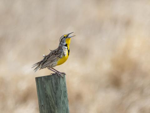 A bird with brown back and yellow belly opens it's mouth to sing. The bird is a Western Meadowlark and it is perched on a fence post.