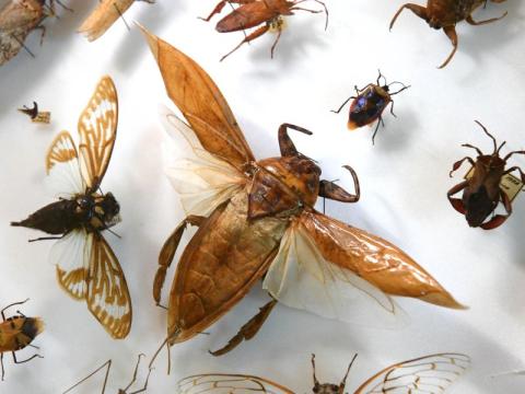 photo of several pinned insects