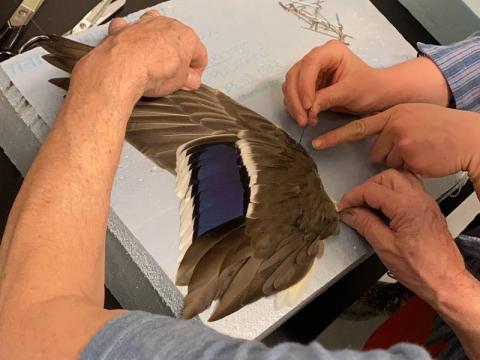 One pair of hands holds a bird wing specimen open, another pair of hands gently pins the specimen in place.