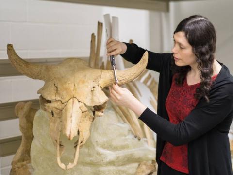 A curator at the Royal Alberta Museum uses calipers to measure part of a bison skull