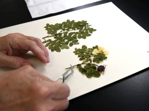 Hands using tweezers delicately adjust a pressed plant specimen