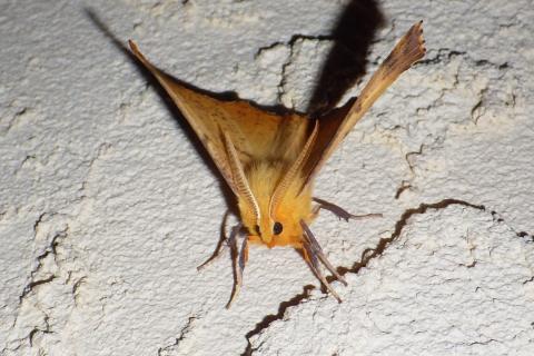 A Maple Spanworm Moth (Ennomos magnaria) The moth is facing the camera. It is a golden, orange-brownish colour with brown speckles on it's wings. It has two feathery antenna and large black eyes.