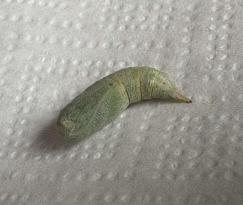 close up photo of a moth pupa on a paper towel