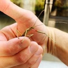 A hand gently holding a stick bug.