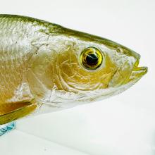 Close up photo of a fish head.