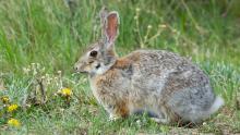 A mountain cottontail sitting in a green field
