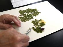 Hands using tweezers delicately adjust a pressed plant specimen
