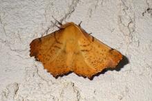 A Maple Spanworm Moth (Ennomos magnaria) pictured from above. It's wings are open wide and they are golden, orange-brownish colour with brown speckles.