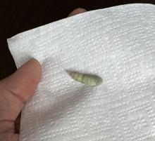 A hand holding a a Maple Spanworm Moth pupa on some paper towel.