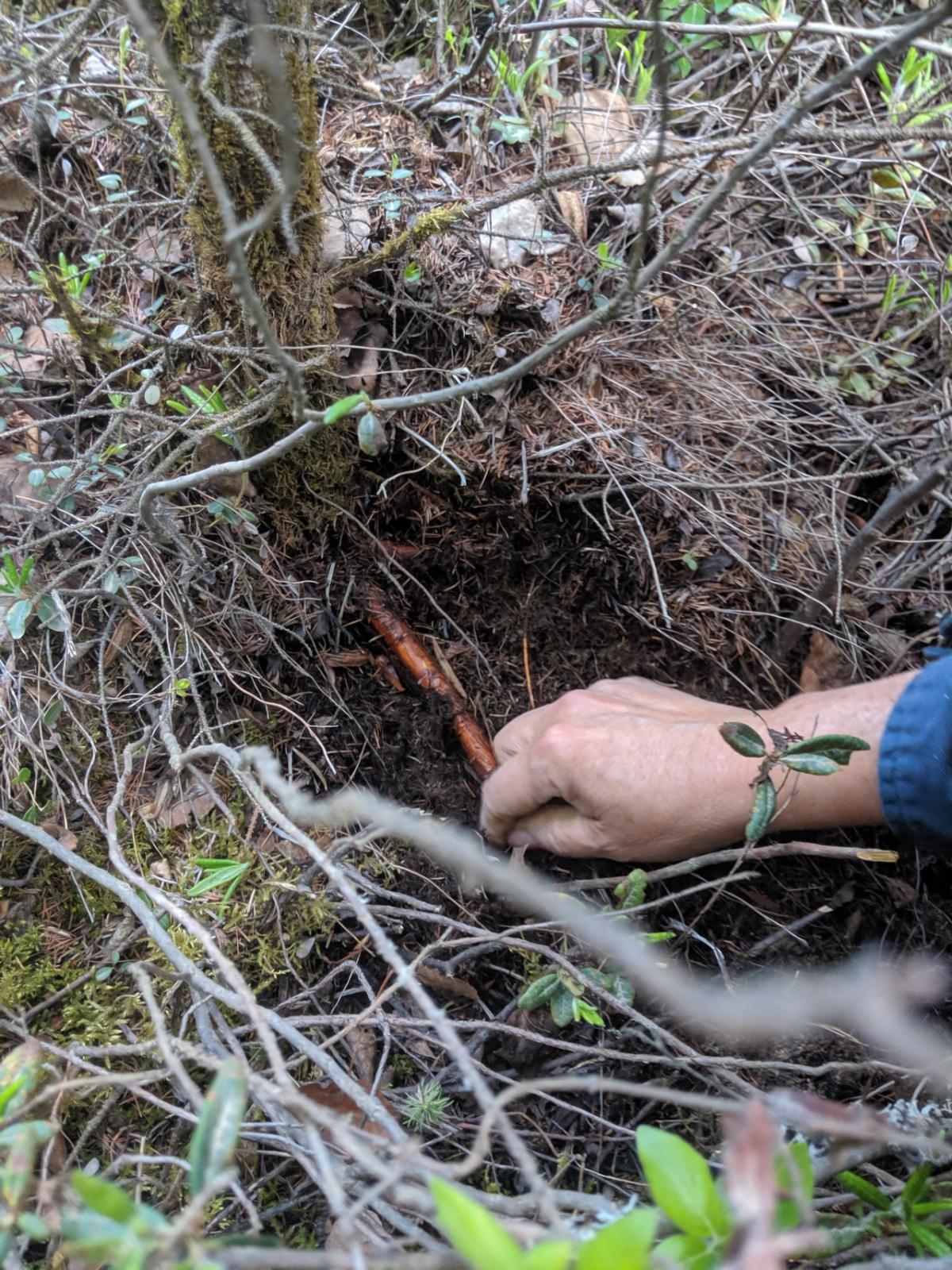 exposed roots of a tree