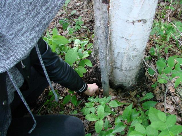 offering to the tree