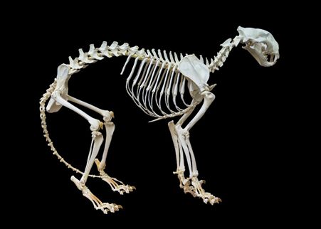 skeleton of an animal