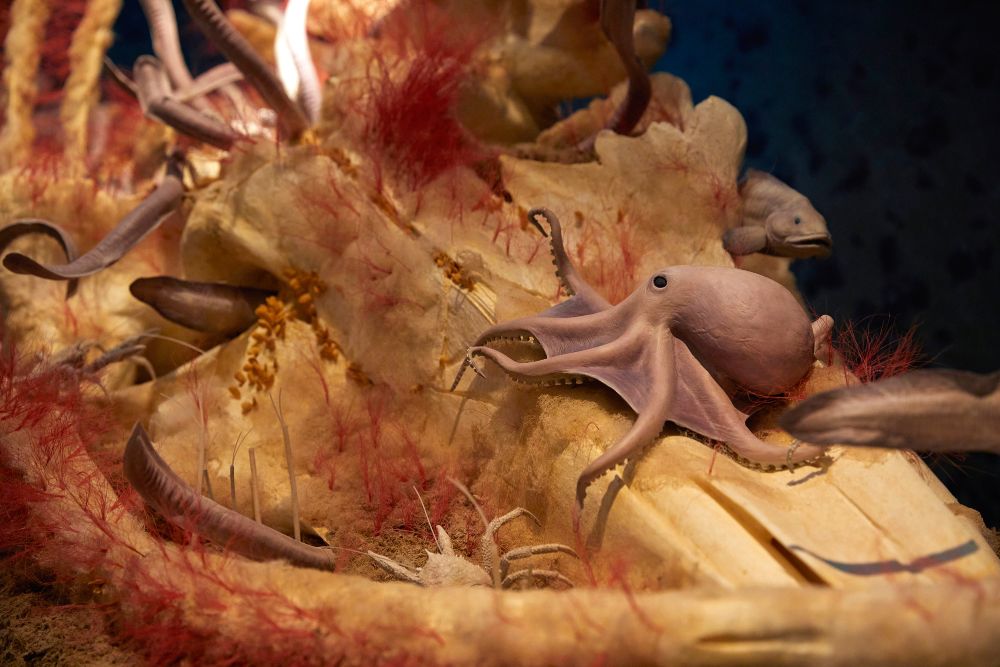 &copy; Field Museum, artwork by Blue Rhino Studios