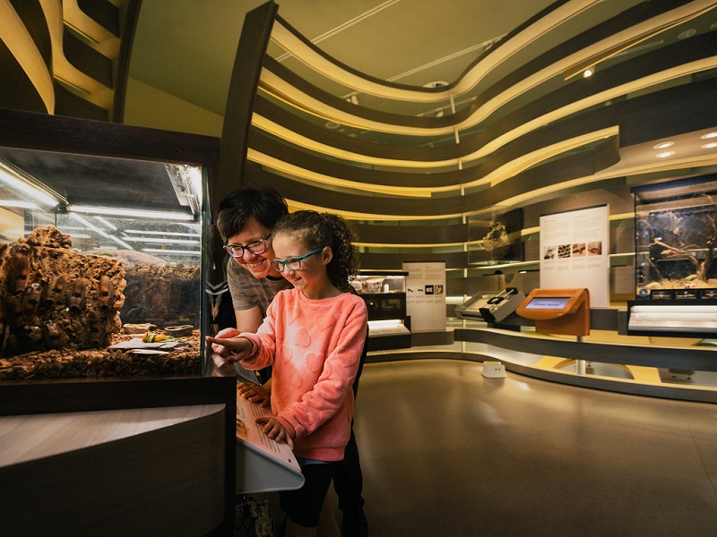 A woman and child look into a tank in the Bug Gallery. The room around them is hive-shaped, with warm lights and insect tanks in the background.